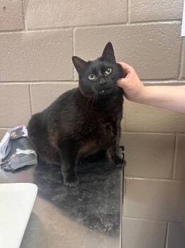 Duracell -  Domestic Short Hair Cat Available for Adoption in New Cumberland, West Virginia - Duracell | PetCurious