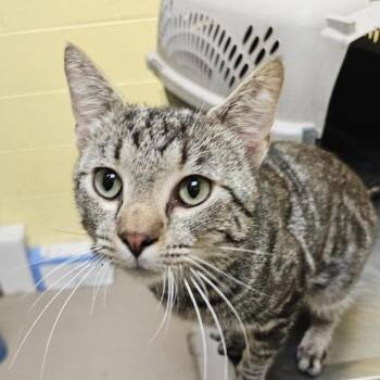 Tug Ball -  Domestic Short Hair Cat for Adoption in New York, New York - Tug Ball | PetCurious