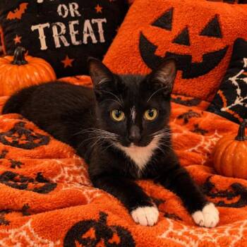 Gracie -  Domestic Short Hair Cat for Adoption in Long Beach, California - Gracie | PetCurious