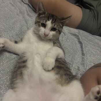 Rescue Domestic Short Hair Cats for Adoption in Chicago, Illinois - Gigio | PetCurious