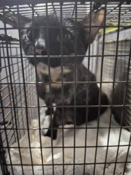 CRESTWAY 1 -  Domestic Short Hair Cat for Adoption in San Antonio, Texas - CRESTWAY 1 | PetCurious