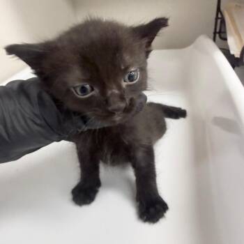Coin -  Domestic Short Hair Cat for Adoption in Jupiter, Florida - Coin | PetCurious