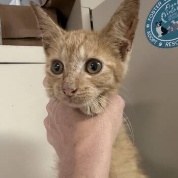 Stan -  Tabby Cat for Adoption in Columbia, South Carolina - Stan | PetCurious