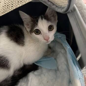 Sienna -  Domestic Short Hair Cat for Adoption in New York, New York - Sienna | PetCurious