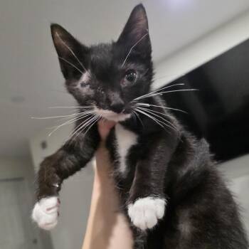 Mouse -  Domestic Short Hair and Tuxedo Cat for Adoption in Mastic, New York - Mouse | PetCurious