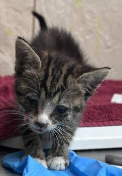 Lolly -  Domestic Short Hair Cat for Adoption in Honolulu, Hawaii - Lolly | PetCurious