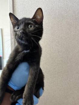 A592275 -  Domestic Short Hair Cat for Adoption in San Bernardino, California - A592275 | PetCurious