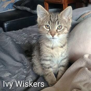 Ivy Whiskers -  Domestic Short Hair Cat for Adoption in West Des Moines, Iowa - Ivy Whiskers | PetCurious