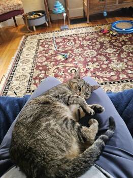 Domestic Short Hair and Siamese Cats Available for Adoption in Bath, Maine - Frisky | PetCurious