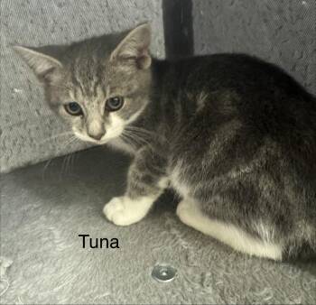 Tuna -  Domestic Short Hair Cat for Adoption in Ulster, Pennsylvania - Tuna | PetCurious