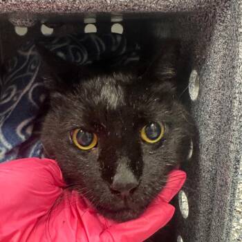 Dino -  Domestic Short Hair Cat for Adoption in Greenville, South Carolina - Dino | PetCurious