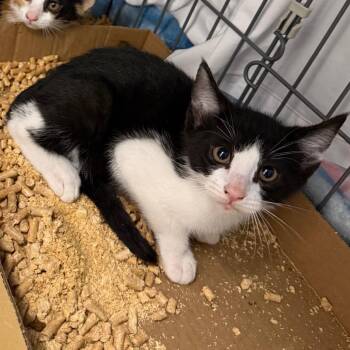 Domestic Short Hair Cats Available for Adoption in Troy, Virginia - Catan | PetCurious