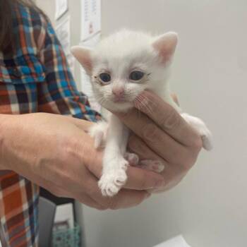 Rescue Domestic Short Hair Cats for Adoption in Chattanooga, Tennessee - Cotton Candy | PetCurious