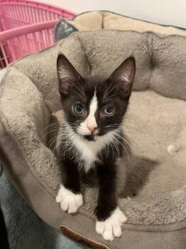 Rescue Domestic Short Hair Cats for Adoption in Newnan, Georgia - Wednesday | PetCurious