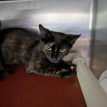 Peregrine 26-0598 -  Domestic Short Hair Cat for Adoption in Yanceyville, North Carolina - Peregrine 26-0598 | PetCurious