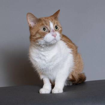 Fox -  Domestic Short Hair Cat for Adoption in Port Richey, Florida - Fox | PetCurious