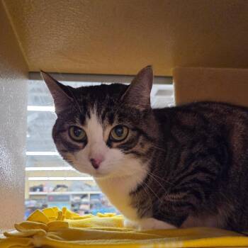 Domestic Short Hair Cats Available for Adoption in Buffalo, New York - Boots | PetCurious