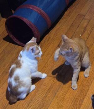 Charlie -  Domestic Short Hair Cat for Adoption in Candler, North Carolina - Charlie | PetCurious