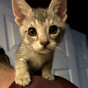 Midge (blue collar) -  American Shorthair Cat for Adoption in Coos Bay, Oregon - Midge (blue Collar) | PetCurious