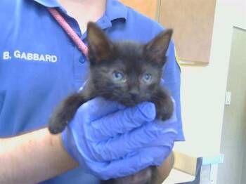 A927146 -  Domestic Short Hair Cat for Adoption in Sacramento, California - A927146 | PetCurious