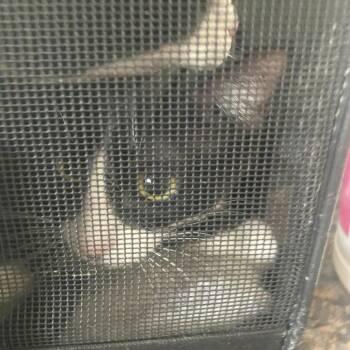 Domestic Short Hair Cats Available for Adoption in Huntington, West Virginia - Zara | PetCurious