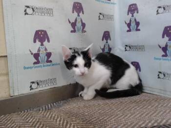 Domestic Short Hair Cats Available for Adoption - CELESTE | PetCurious