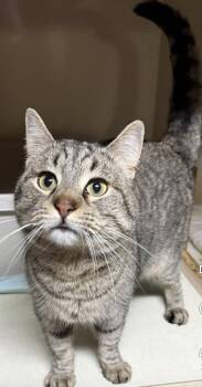 Gimlet -  Tabby Cat for Adoption in Bonifay, Florida - Gimlet | PetCurious