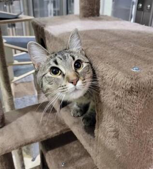 SCOTCH -  Domestic Medium Hair Cat Available for Adoption in St. Peters, Missouri - SCOTCH | PetCurious