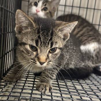 Rescue Domestic Short Hair Cats for Adoption in Shelbyville, Illinois - Rommy | PetCurious