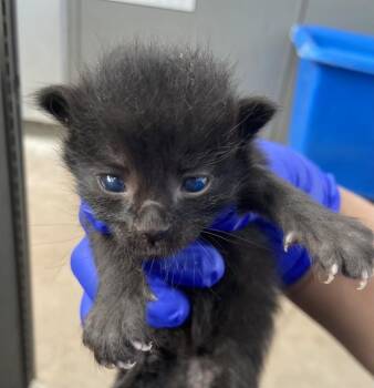 SOUP -  Domestic Short Hair Cat for Adoption in Dallas, Texas - SOUP | PetCurious