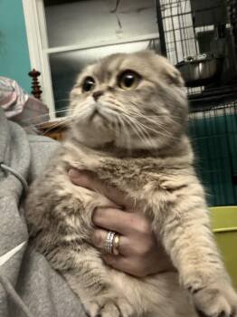 Scottish Fold Cats Available for Adoption - Maisy | PetCurious