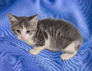 Gatto -  Domestic Short Hair Cat for Adoption in Simcoe, Ontario - Gatto | PetCurious