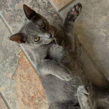 Sassy -  American Shorthair Cat for Adoption in Livingston, Texas - Sassy | PetCurious