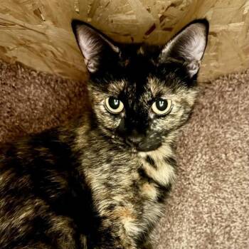 Rescue Domestic Short Hair Cats for Adoption in Olathe, Kansas - JANICE | PetCurious