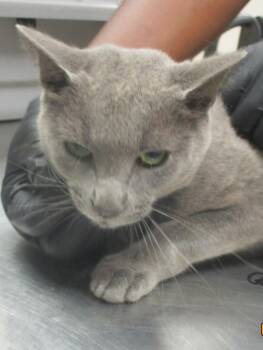 Grayson(605) -  Domestic Short Hair Cat for Adoption in Marietta, Georgia - Grayson(605) | PetCurious