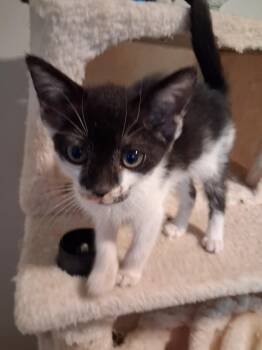 Mosh -  Domestic Short Hair Cat for Adoption in Raleigh, North Carolina - Mosh | PetCurious