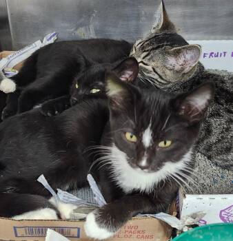 Domestic Short Hair Cats Available for Adoption - My Baby | PetCurious