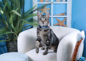 Nooki -  Domestic Short Hair and Tabby Cat for Adoption in Lucas, Texas - Nooki | PetCurious