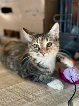 Bonnie -  Domestic Medium Hair Cat for Adoption in Suffolk, Virginia - Bonnie | PetCurious