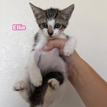 Ellie -  Domestic Short Hair Cat for Adoption in Jacksonville, Florida - Ellie | PetCurious