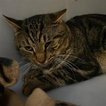 Domestic Short Hair Cats Available for Adoption - A606472 | PetCurious