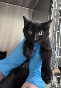 Mack -  Domestic Short Hair Cat for Adoption in Westland, Michigan - Mack | PetCurious