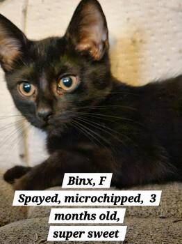 Binx -  Domestic Short Hair Cat for Adoption in Roxbury Township, New Jersey - Binx | PetCurious