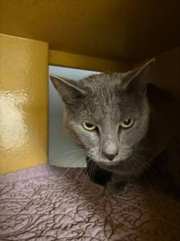 Domestic Short Hair Cats Available for Adoption - Alejandro | PetCurious