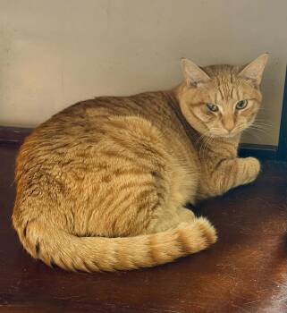 Tabby Cats Available for Adoption in Capshaw, Alabama - REDD | PetCurious