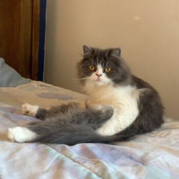 Rescue Persian Cats for Adoption in Lynchburg, Virginia - Rosie | PetCurious