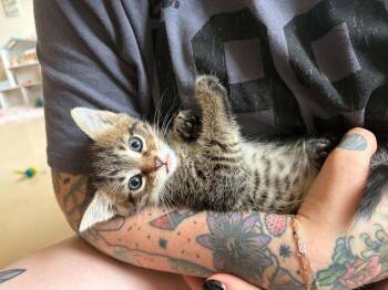 Pickles -  Domestic Short Hair Cat for Adoption in Wolcott, Connecticut - Pickles | PetCurious