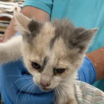 Domestic Short Hair Cats Available for Adoption in Las Cruces, New Mexico - 105938 | PetCurious