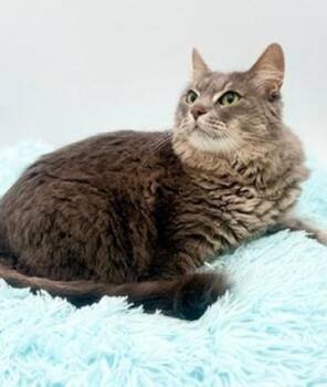 Smokey -  Domestic Long Hair Cat for Adoption in Covington, Louisiana - Smokey | PetCurious