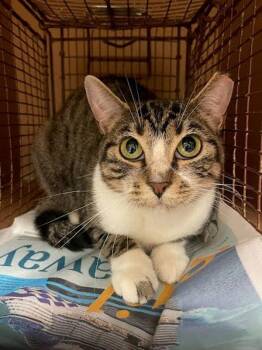 Domestic Short Hair Cats Available for Adoption - Sukie | PetCurious